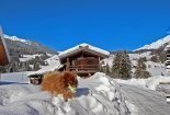 hund-spielt-im-schnee
